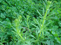 Galium Extrakt